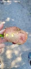 Suillus ochraceoroseus