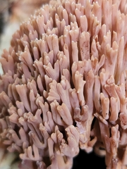 Ramaria rubella
