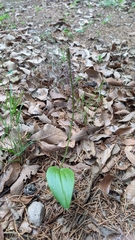 Tamayorkis ehrenbergii