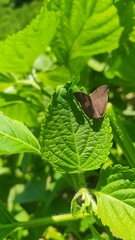 Ricania sublimata