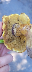 Suillus ochraceoroseus