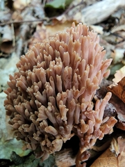 Ramaria rubella