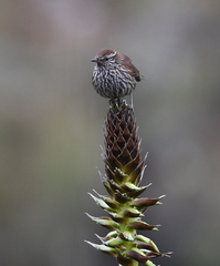 Asthenes urubambensis