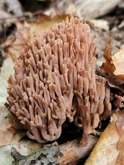 Ramaria rubella