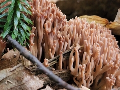 Ramaria rubella