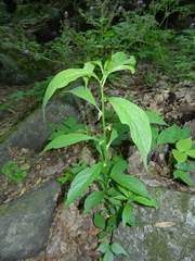 Hybanthus concolor