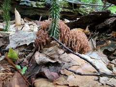 Ramaria rubella