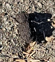 Zopheridae