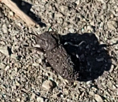 Zopheridae