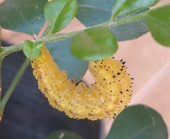 Phoebis philea