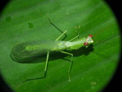 Microphotina