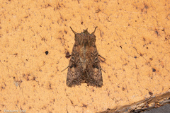 Meterana inchoata