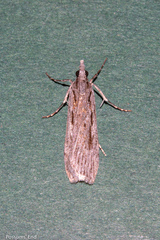 Scoparia indistinctalis