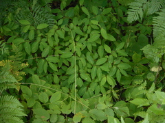 Lonicera canadensis