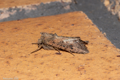 Meterana inchoata