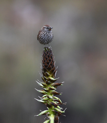 Asthenes urubambensis