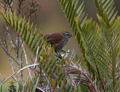 Asthenes urubambensis