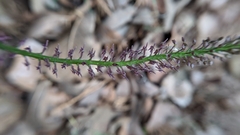 Tamayorkis ehrenbergii