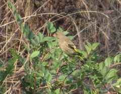 Chloris sinica