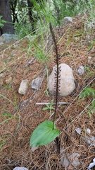 Tamayorkis ehrenbergii