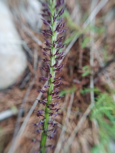 Image of Tamayorkis ehrenbergii by (c) IA braham, some rights reserved (CC BY)