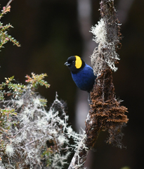 Iridosornis reinhardti