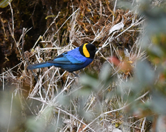 Iridosornis reinhardti