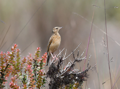 Anthus bogotensis
