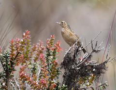 Anthus bogotensis