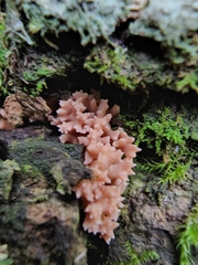 Ramaria rubella