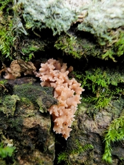 Ramaria rubella