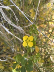 Roepera billardierei