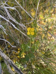 Roepera billardierei