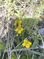 Roepera billardierei