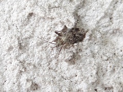 Phytocoris tiliae