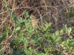 Chloris sinica