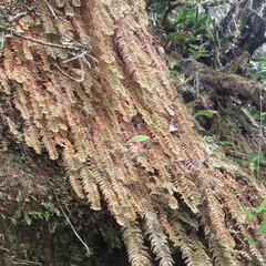 Hymenophyllum tomentosum