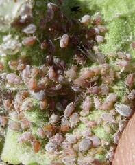 Dysaphis plantaginea