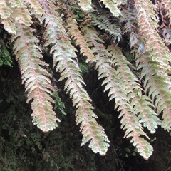 Hymenophyllum tomentosum