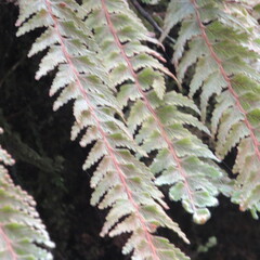 Hymenophyllum tomentosum