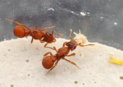 Cyphomyrmex wheeleri