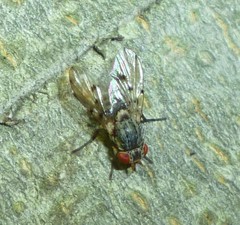 Odinia conspicua