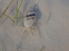 Nassarius dorsatus