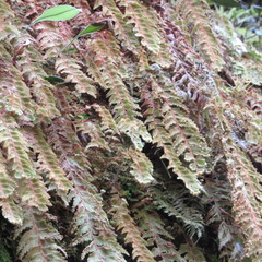 Hymenophyllum tomentosum