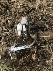 Coprinus sterquilinus