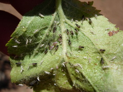 Dysaphis plantaginea