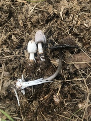 Coprinus sterquilinus