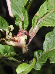 Neolasioptera vernoniae