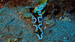Doriprismatica tibboeli