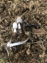 Coprinus sterquilinus